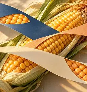 Продажи через дилера и маркетплейс: какие данные о заказах и покупателях получает производитель